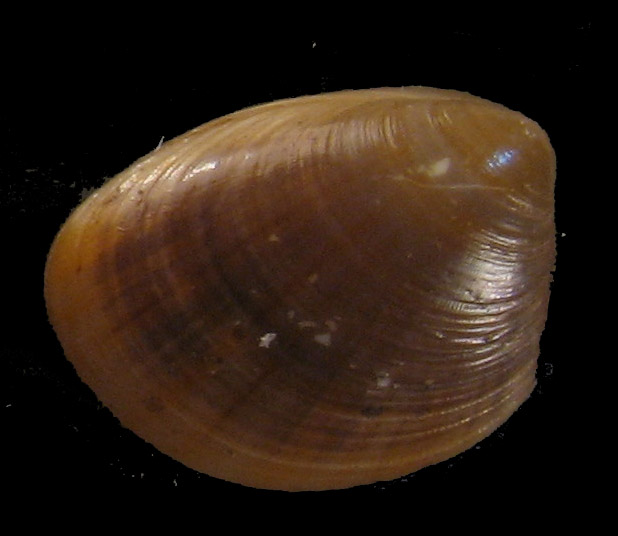 Nucula nitidosa